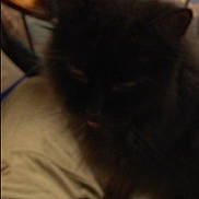 Trouble is registered to the contest to win money with this photo: cat, black_cat, fluffy, blurry, dark, indoor, pet, animal, feline, shadow, soft, fur, closeup, low_light, resting, quiet, cozy, domestic, mammal, blur