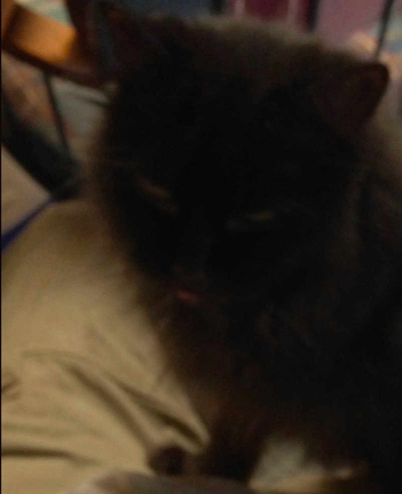 Trouble is registered to the contest to win money with this photo: cat, black_cat, fluffy, blurry, dark, indoor, pet, animal, feline, shadow, soft, fur, closeup, low_light, resting, quiet, cozy, domestic, mammal, blur