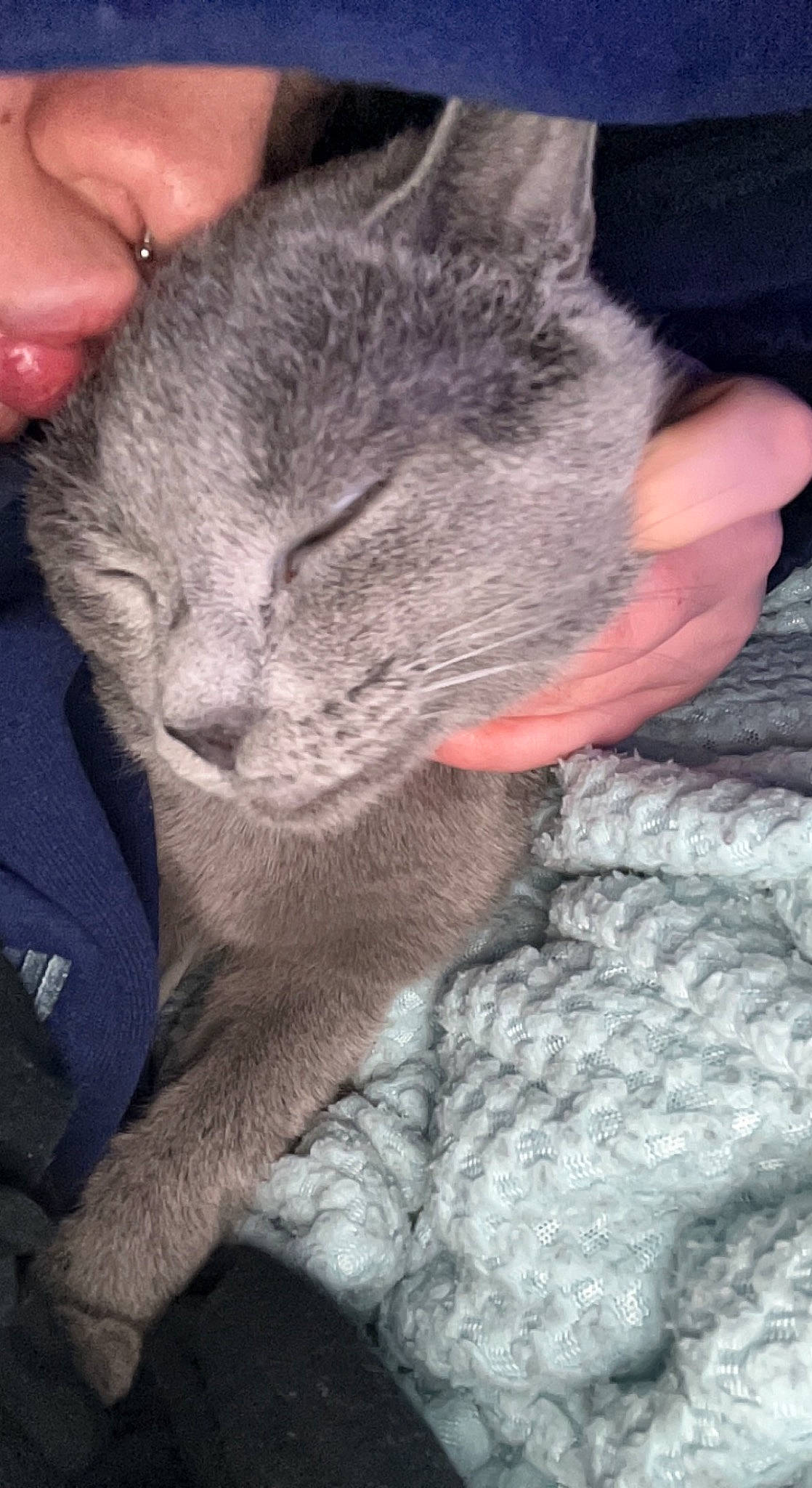 Indica joined the competition — help win amazing prizes! carnivore, cat, claw, comfort, domestic_short_haired_cat, ear, eye, felidae, fur, gesture, grey, nail, nap, nose, paw, sitting, small_to_medium_sized_cats, snout, whiskers, wrinkle