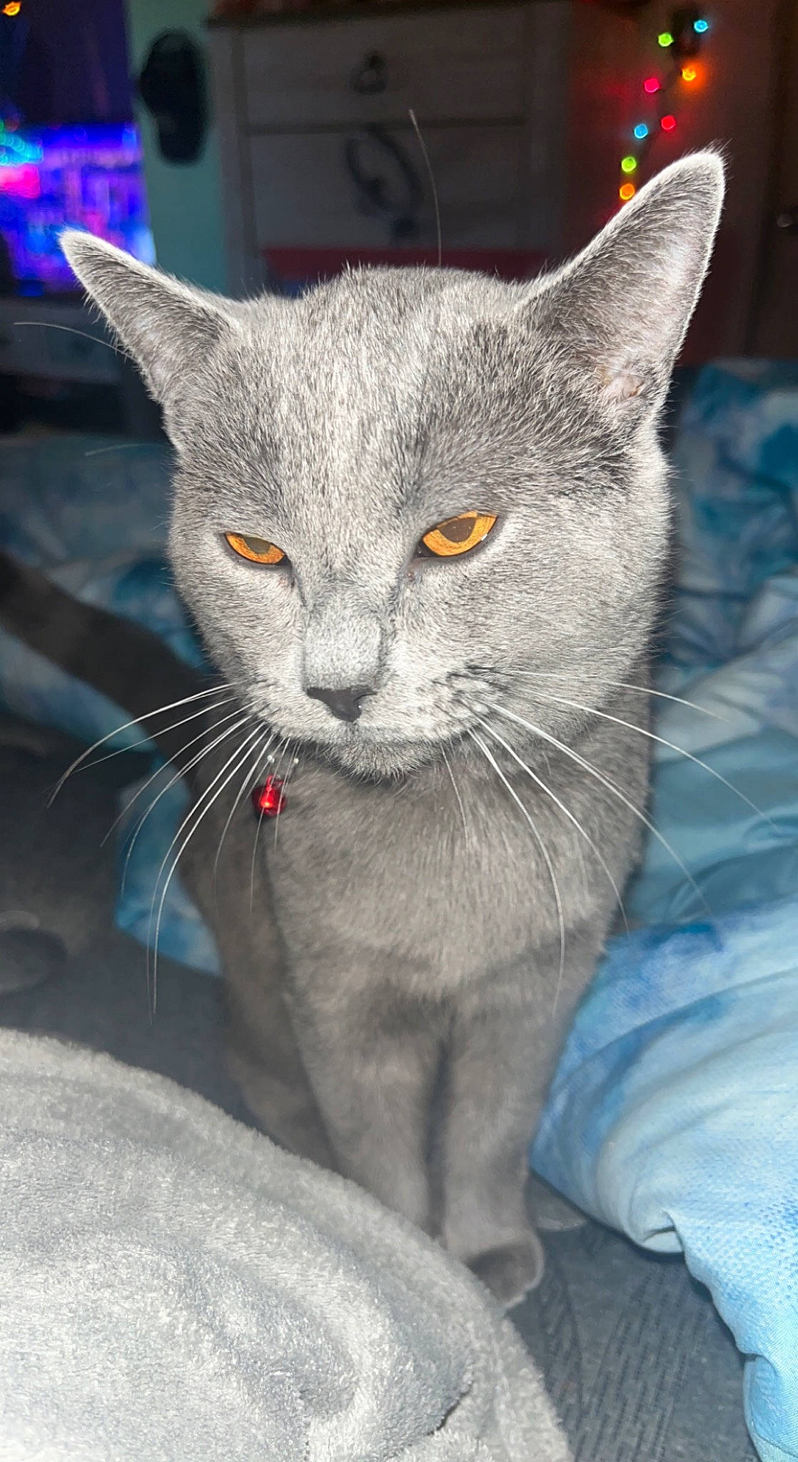 Indica joined the competition — help win amazing prizes! carnivore, cat, claw, domestic_short_haired_cat, electric_blue, felidae, fur, grey, russian_blue, small_to_medium_sized_cats, snout, terrestrial_animal, whiskers, window