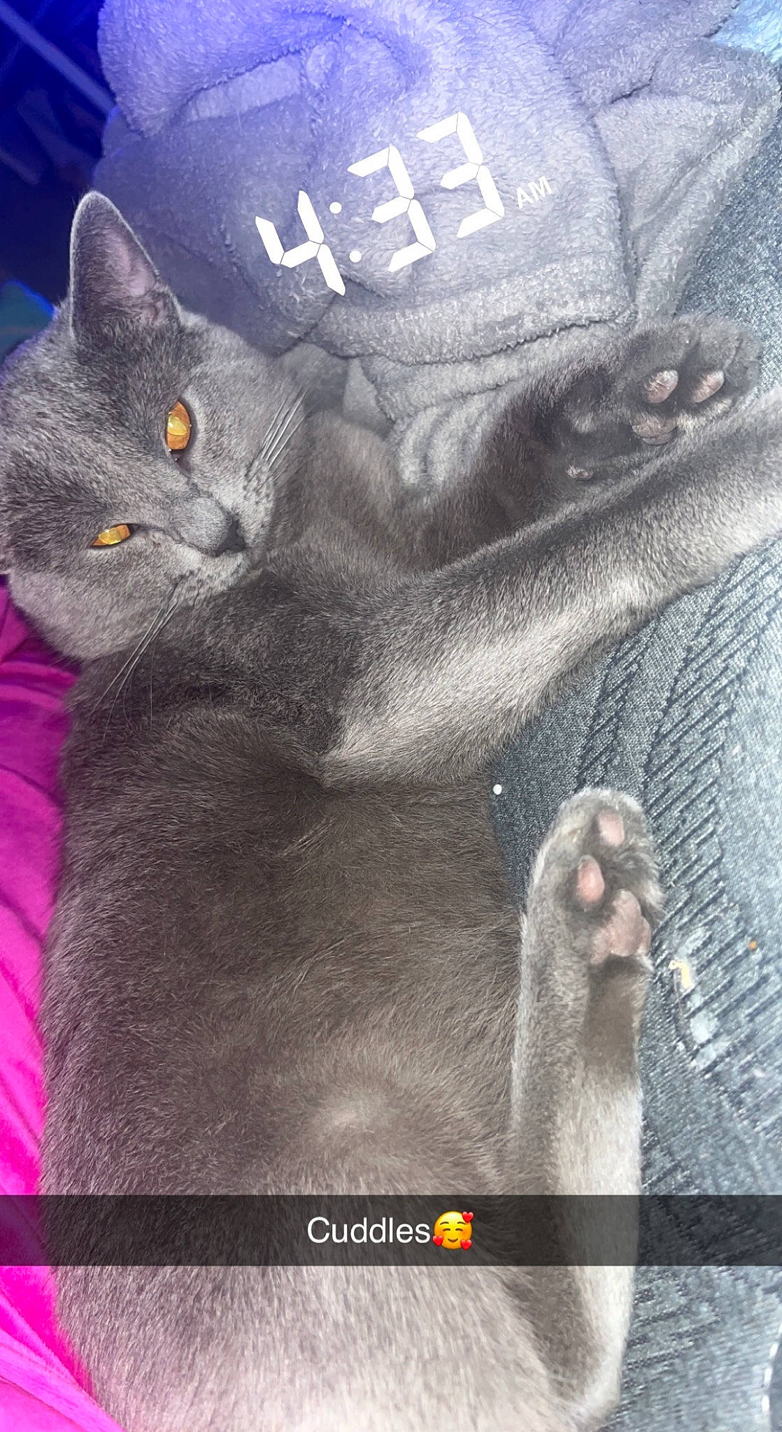 Indica joined the competition — help win amazing prizes! carnivore, cat, denim, domestic_short_haired_cat, electric_blue, felidae, font, fur, gesture, grey, pattern, paw, russian_blue, sleeve, small_to_medium_sized_cats, snout, terrestrial_animal, whiskers, white