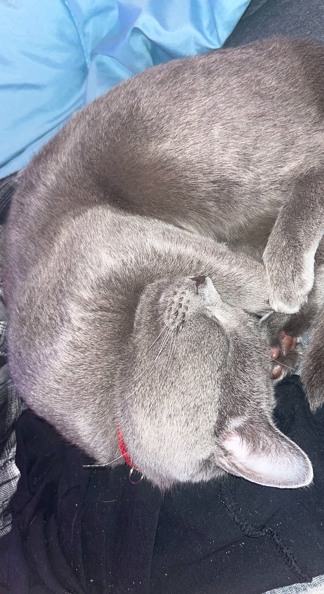 Indica is registered to the contest to win money with this photo: canidae, carnivore, cat, claw, comfort, dog_breed, felidae, fur, grey, liver, nap, natural_material, paw, sleep, small_to_medium_sized_cats, snout, sporting_group, tail, terrestrial_animal, whiskers