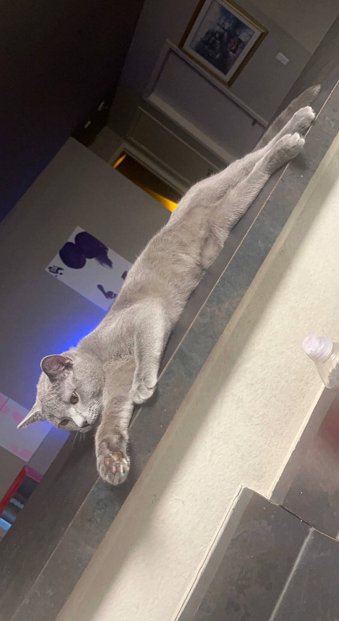 Indica joined the competition — help win amazing prizes! art, canidae, carnivore, cat, comfort, domestic_short_haired_cat, fawn, felidae, flooring, fur, grey, house, room, sculpture, small_to_medium_sized_cats, snout, tail, whiskers, window, wood