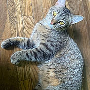 Pheonix joined the competition — help win amazing prizes! cat, tabby_cat, pet, animal, feline, yellow_eyes, fur, whiskers, ears, wooden_floor, indoor, relaxed, lying_down, curious, close_up, mammal, domestic_animal, striped_fur, cute, resting