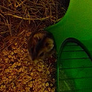 Gaston a rejoint le concours — aidez-le/la à gagner de superbes lots ! fauna, gerbil, grass, hamster, mouse, organism, snout, wildlife