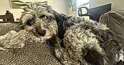 Paul Anka joined the competition — help win amazing prizes! dog, pet, couch, indoor, fur, curly_hair, window, painting, furniture, relaxed, cozy, looking_at_camera, brown, gray, texture, living_room, domestic_animal, snout, ears, home