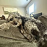dog, pet, couch, indoor, fur, curly_hair, window, painting, furniture, relaxed, cozy, looking_at_camera, brown, gray, texture, living_room, domestic_animal, snout, ears, home