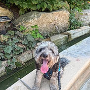 Paul Anka joined the competition — help win amazing prizes! dog, animal, pet, happy, tongue_out, fur, leash, harness, stone, water_fountain, greenery, plants, outdoor, sunny, concrete, bench, smiling, nature, canine, closeup