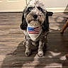Paul Anka is registered to the contest to win money with this photo: dog, indoor, wooden_floor, bandana, american_flag, heterochromia, pet, animal, floor, shadow, fur, ears, waiting, domestic, cute, sitting, home, wall, door, chair_leg