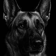 Athena joined the competition — help win amazing prizes! dog, german_shepherd, portrait, black_and_white, close_up, animal, pet, ears, tongue, fur, face, canine, looking_away, studio_shot, monochrome, alert, expression, muzzle, snout, dark_background