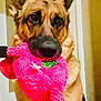 dog, german_shepherd, pet, toy, plush_toy, indoor, animal, canine, fur, ears, brown, black, looking, cute, domestic, portrait, playful, mouth, waiting, house