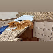 Garfiella Garza is registered to the contest to win money with this photo: animal, beige, brown, cat, countertop, domestic_cat, fluffy, furniture, household, indoor, orange, orange_cat, papers, pet, relaxed, resting, scale, tile_wall, white, white_cat