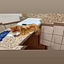 animal, beige, brown, cat, countertop, domestic_cat, fluffy, furniture, household, indoor, orange, orange_cat, papers, pet, relaxed, resting, scale, tile_wall, white, white_cat