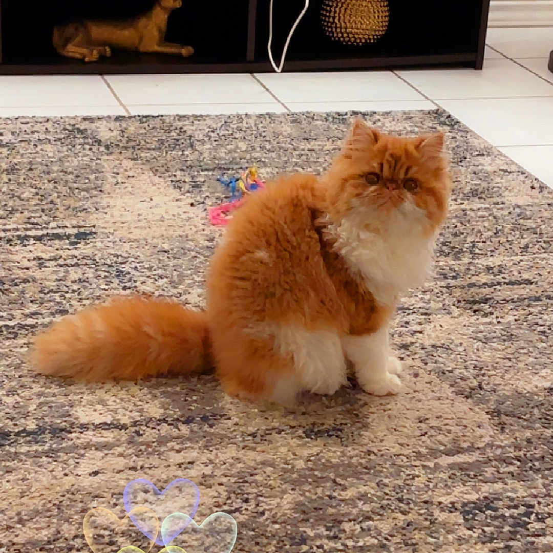 Garfiella Garza is registered to the contest to win money with this photo: animal, carpet, cat, cords, cozy, curious, cute, decor, feline, fluffy, heart_shapes, home, indoor, orange_cat, pet, rug, shelf, sitting, toy, white_paws