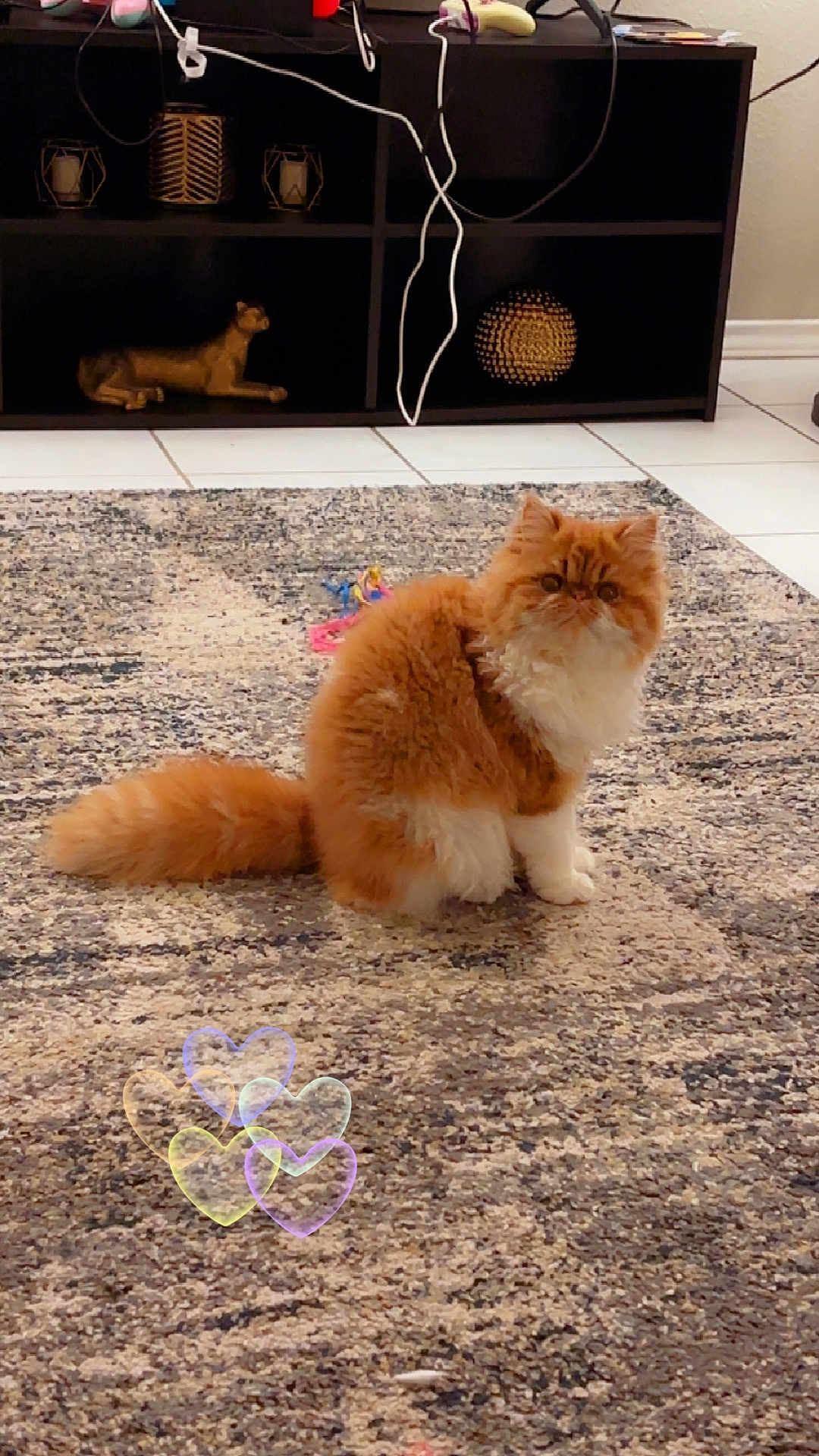 Garfiella Garza is registered to the contest to win money with this photo: animal, carpet, cat, cords, cozy, curious, cute, decor, feline, fluffy, heart_shapes, home, indoor, orange_cat, pet, rug, shelf, sitting, toy, white_paws
