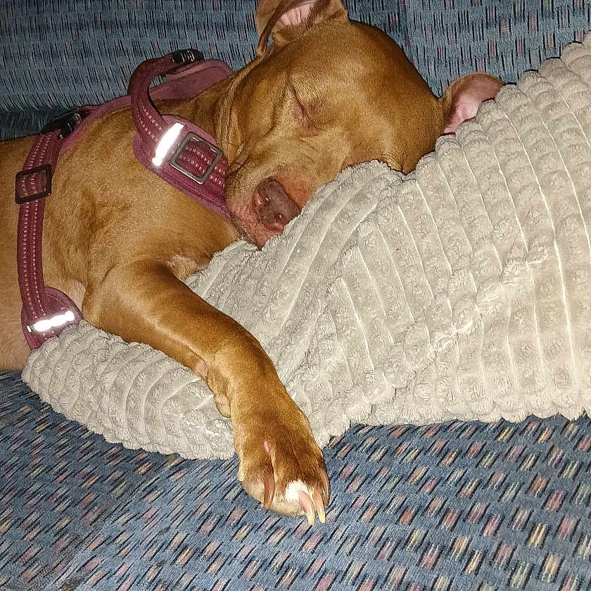 Sophie