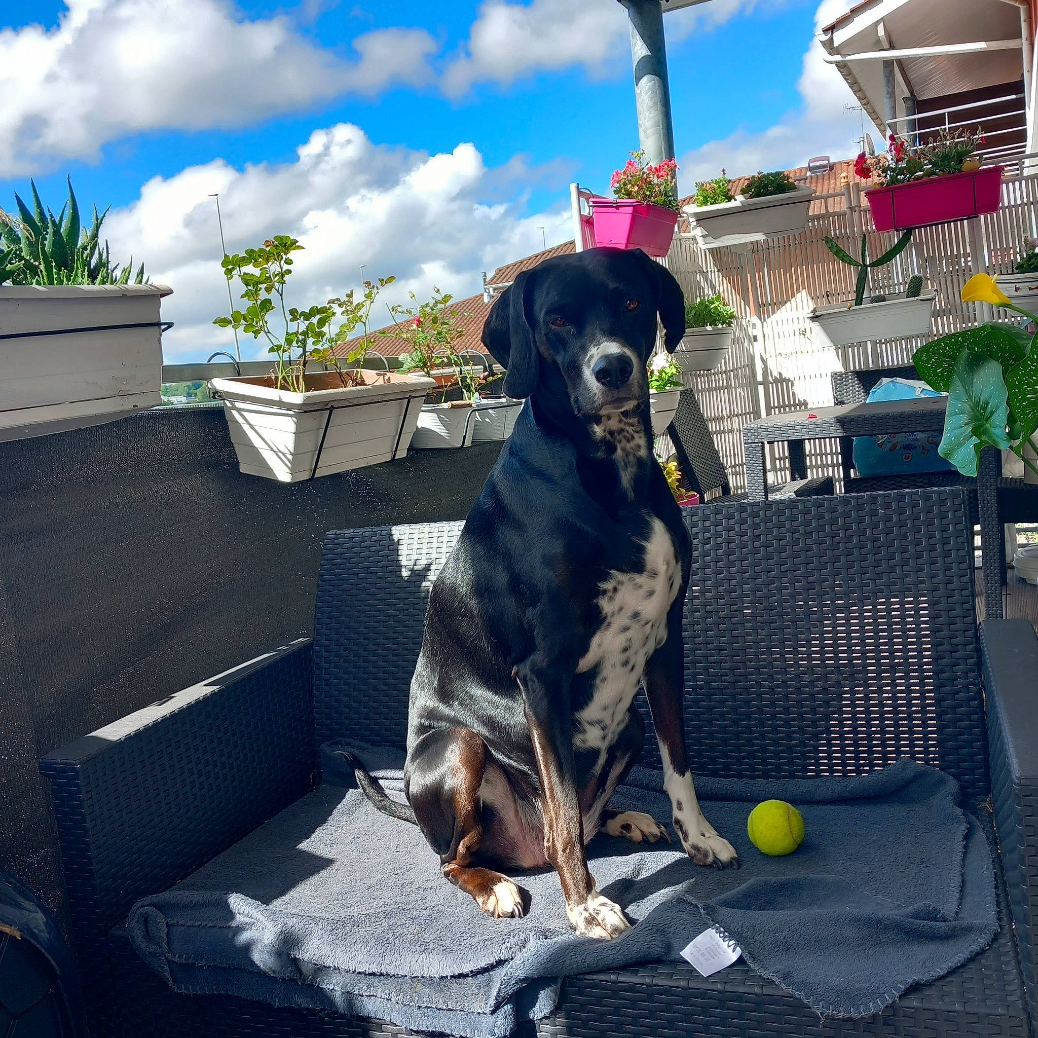 Liloo participe au concours pour gagner de l'argent avec cette photo : carnivore, chair, cloud, collar, companion_dog, dog, dog_breed, dog_collar, dog_supply, flowerpot, grass, guard_dog, houseplant, leisure, plant, recreation, sky, snout, sporting_group, working_animal