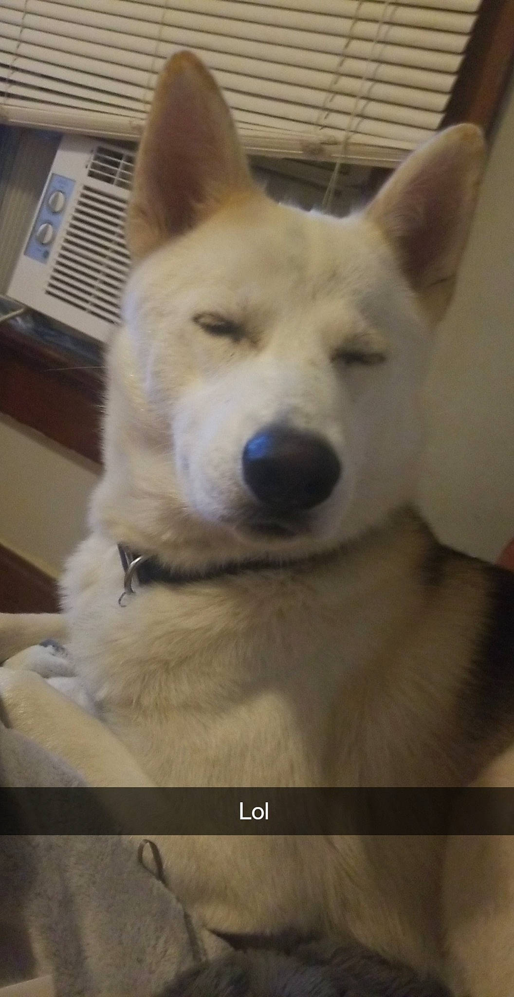 Sky joined the competition — help win amazing prizes! ancient_dog_breeds, canidae, carnivore, companion_dog, dog, dog_breed, fawn, fur, giant_dog_breed, jaw, non_sporting_group, snout, sporting_group, tail, terrestrial_animal, whiskers, working_animal, working_dog