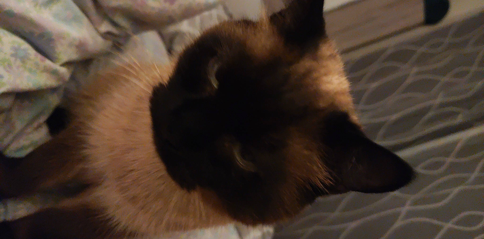 Kalinou participe au concours pour gagner de l'argent avec cette photo : balinese, carnivore, cat, claw, dog_breed, fawn, felidae, fur, paw, siamese, small_to_medium_sized_cats, snout, tail, terrestrial_animal, thai, tonkinese, whiskers