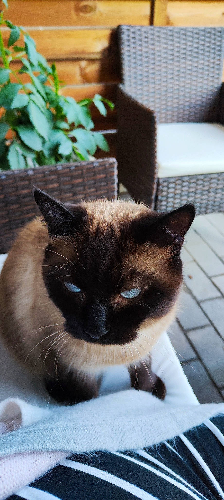 Kalinou a rejoint le concours — aidez-le/la à gagner de superbes lots ! carnivore, cat, couch, eye, fawn, felidae, flowerpot, fur, head, houseplant, iris, plant, siamese, small_to_medium_sized_cats, snout, terrestrial_animal, whiskers