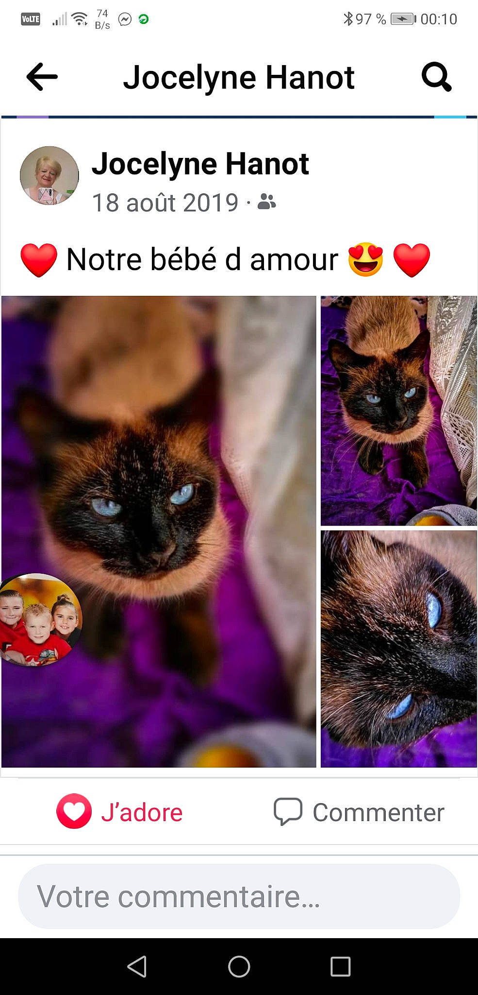 Kalinou a rejoint le concours — aidez-le/la à gagner de superbes lots ! beauty, carnivore, cat, collage, fawn, felidae, font, fur, iris, magenta, organism, photo_caption, photograph, purple, small_to_medium_sized_cats, snapshot, terrestrial_plant, vertebrate, violet, whiskers