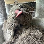 Gabby is registered to the contest to win money with this photo: cat, grey_cat, tongue_out, grooming, whiskers, fur, close_up, pet, feline, cat_tree, paw, indoor, adorable, pink_tongue, cute, portrait, soft_texture, mammal, relaxed, sleepy