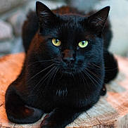 Catty is registered to the contest to win money with this photo: animal, attention, black_cat, cat, close_up, cute, domestic_cat, feline, fur, indoor, laying, mammal, nature, pet, portrait, relaxed, tabby, whiskers, wood_surface, yellow_eyes