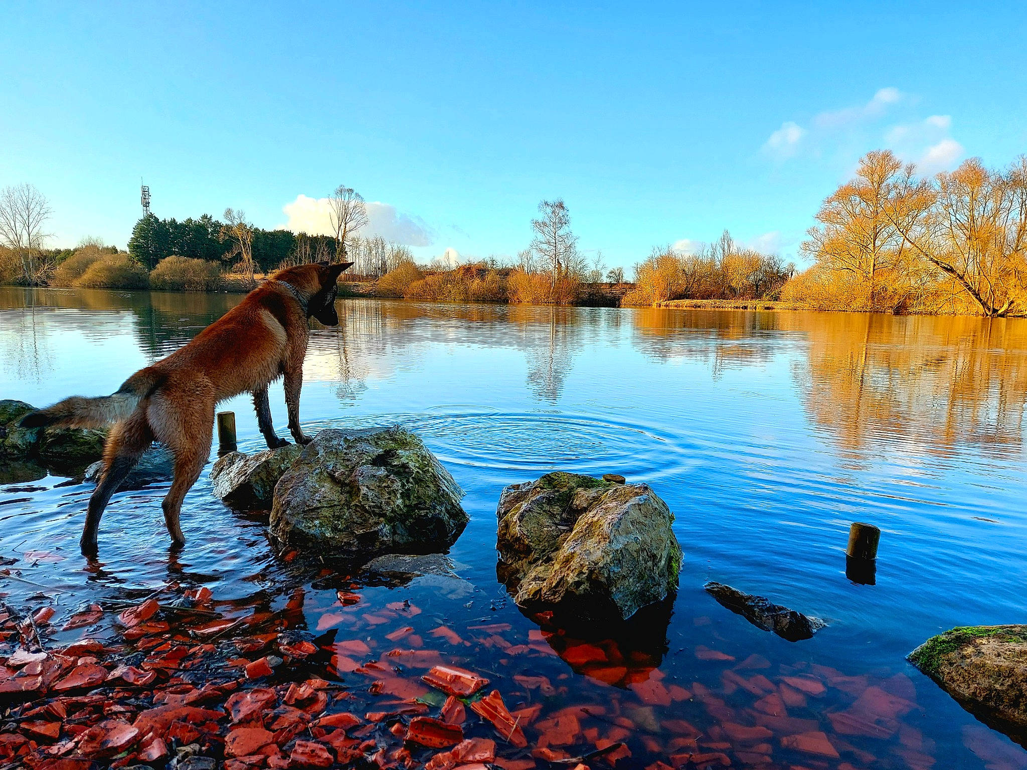 Lehahia participe au concours pour gagner de l'argent avec cette photo : bank, carnivore, cloud, dog, dog_breed, fawn, horizon, lacustrine_plain, lake, landscape, natural_landscape, plant, reservoir, shore, sky, tree, water, watercourse, wood, working_animal