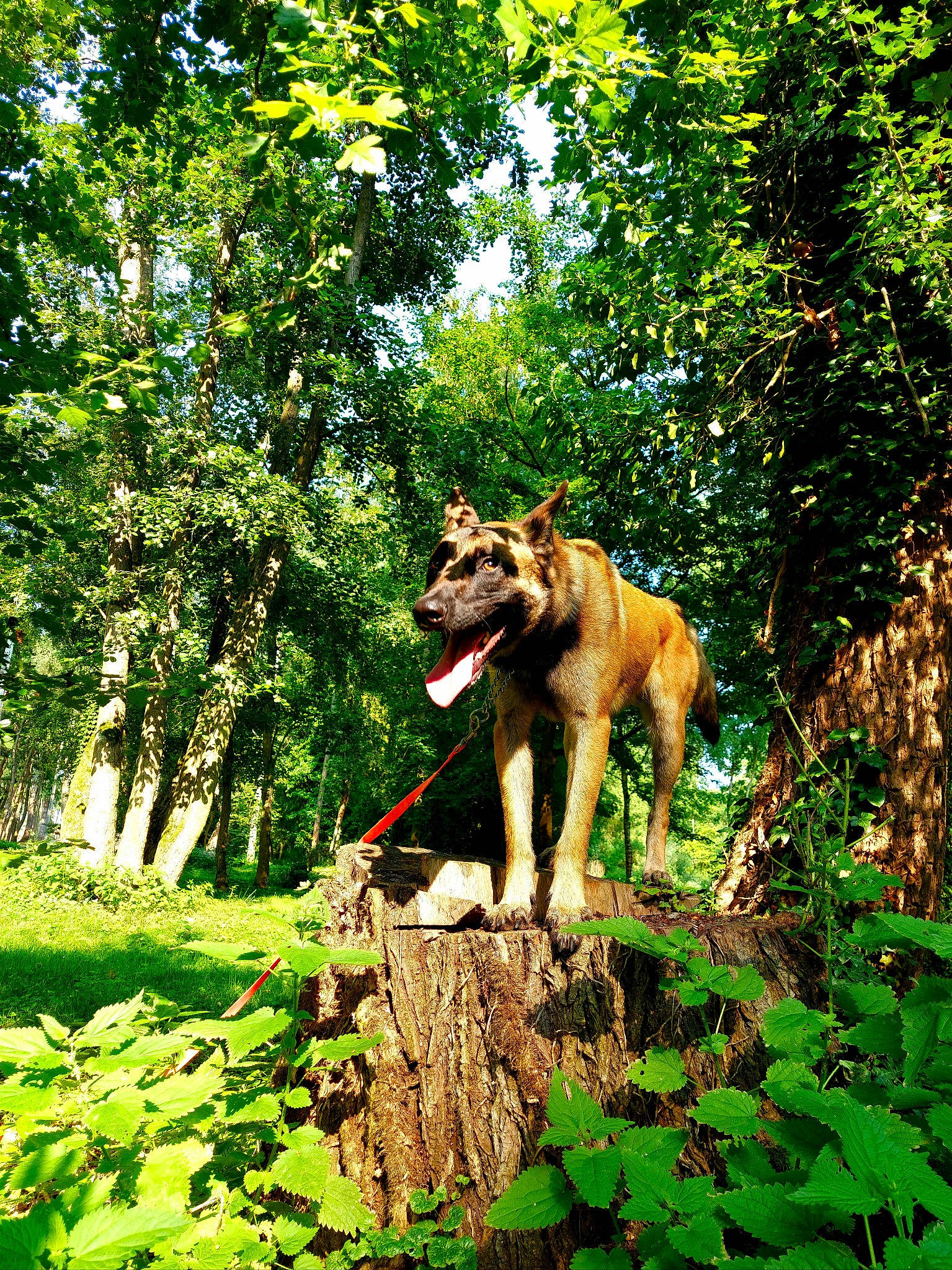 Lehahia a rejoint le concours — aidez-le/la à gagner de superbes lots ! carnivore, companion_dog, dog, dog_breed, fawn, forest, grass, natural_landscape, people_in_nature, plant, recreation, sporting_group, tail, temperate_broadleaf_and_mixed_forest, terrestrial_plant, tree, trunk, wood, woodland, working_animal