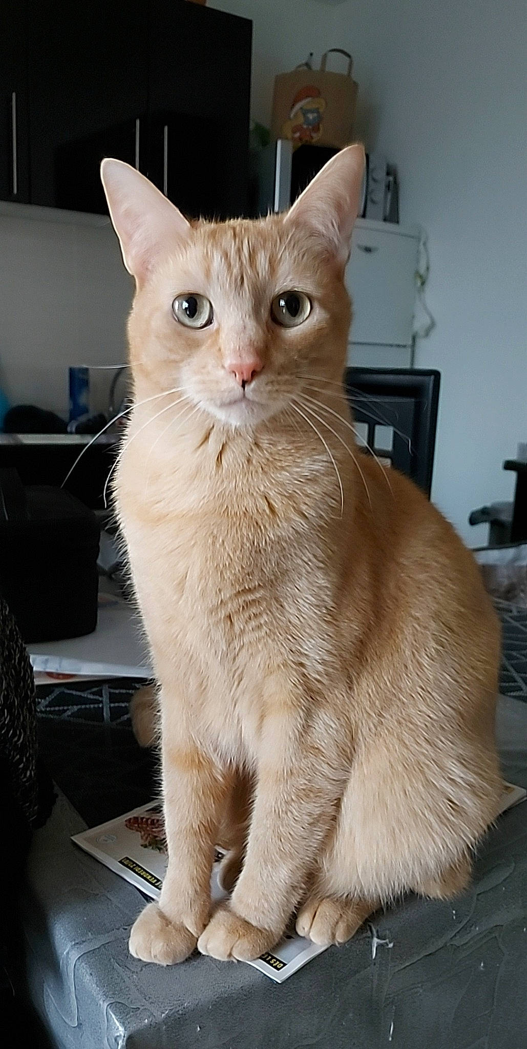 Leroy a rejoint le concours — aidez-le/la à gagner de superbes lots ! carnivore, cat, cat_supply, collar, computer_keyboard, domestic_short_haired_cat, fawn, felidae, fur, peripheral, pet_supply, small_to_medium_sized_cats, snout, tail, whiskers, window