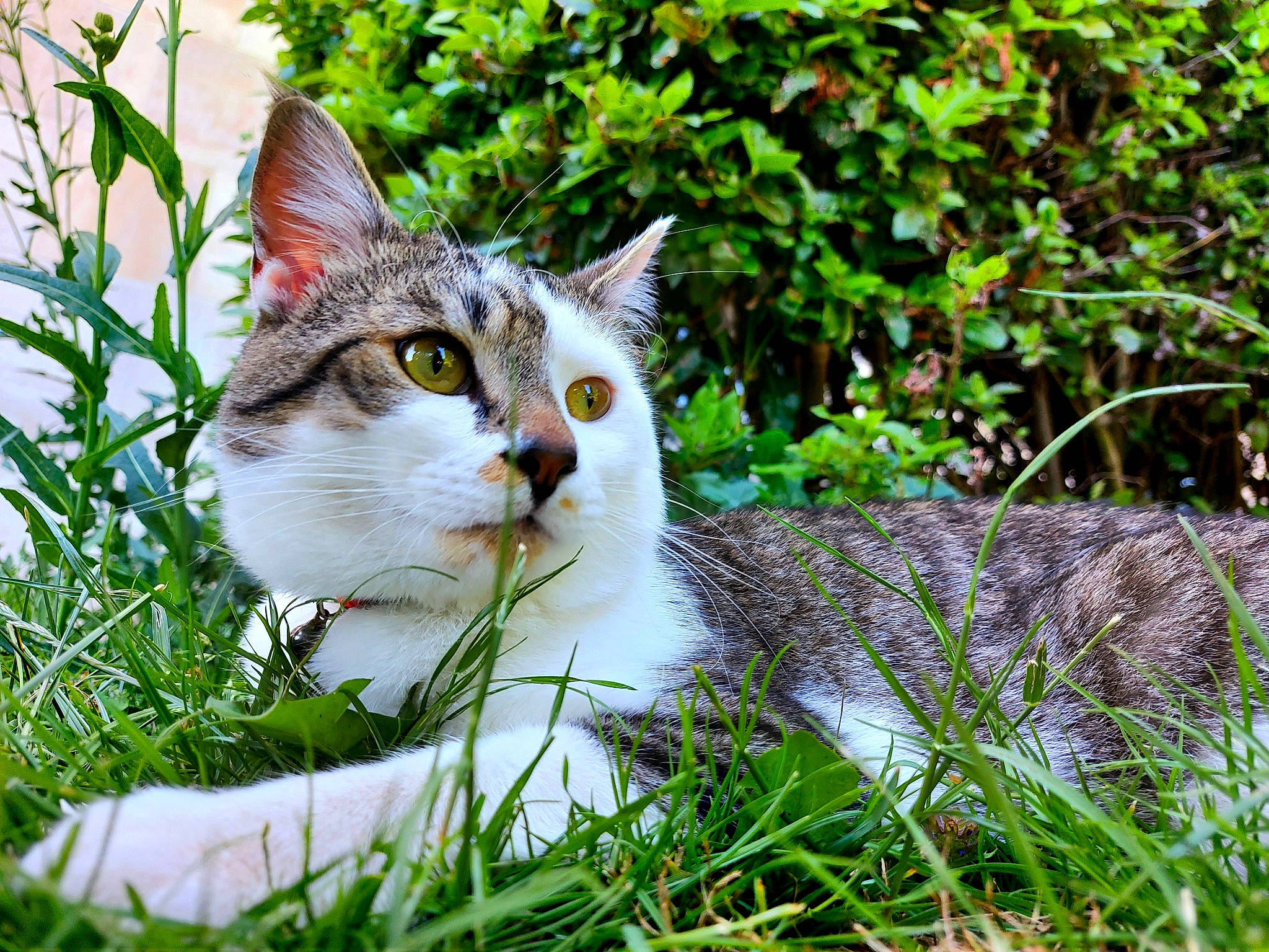 Seven participe au concours pour gagner de l'argent avec cette photo : art, carnivore, cat, domestic_short_haired_cat, fawn, felidae, fur, grass, grass_family, groundcover, herb, plant, shrub, small_to_medium_sized_cats, snout, tail, terrestrial_animal, tree, whiskers, wildlife