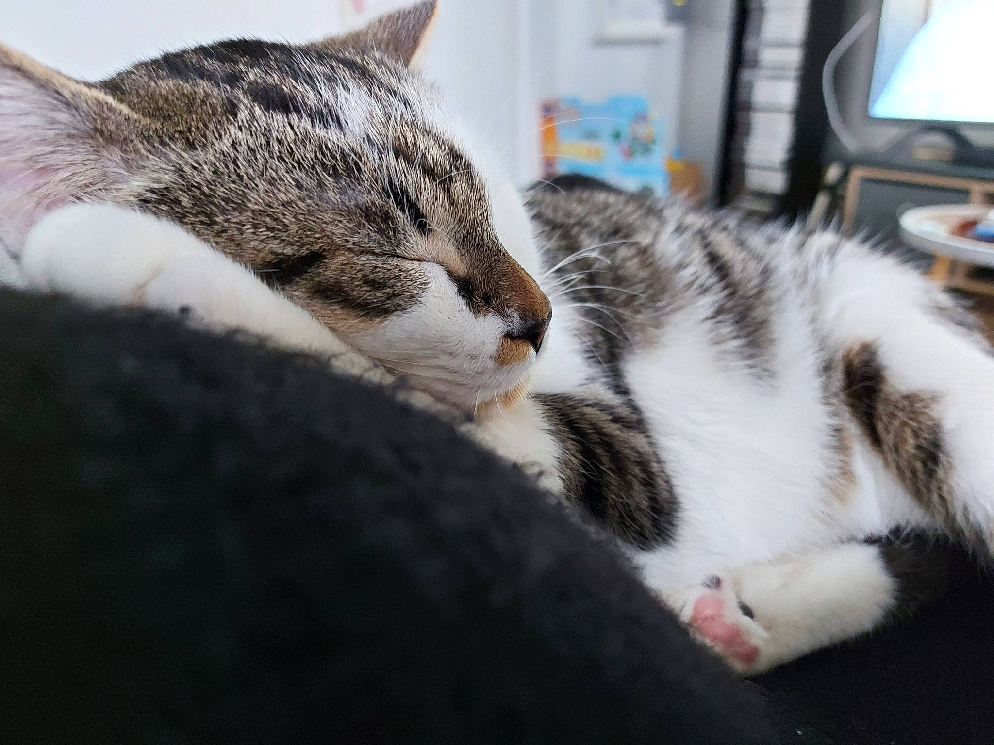 Seven participe au concours pour gagner de l'argent avec cette photo : carnivore, cat, comfort, domestic_short_haired_cat, felidae, fur, nap, paw, sleep, small_to_medium_sized_cats, snout, television, whiskers