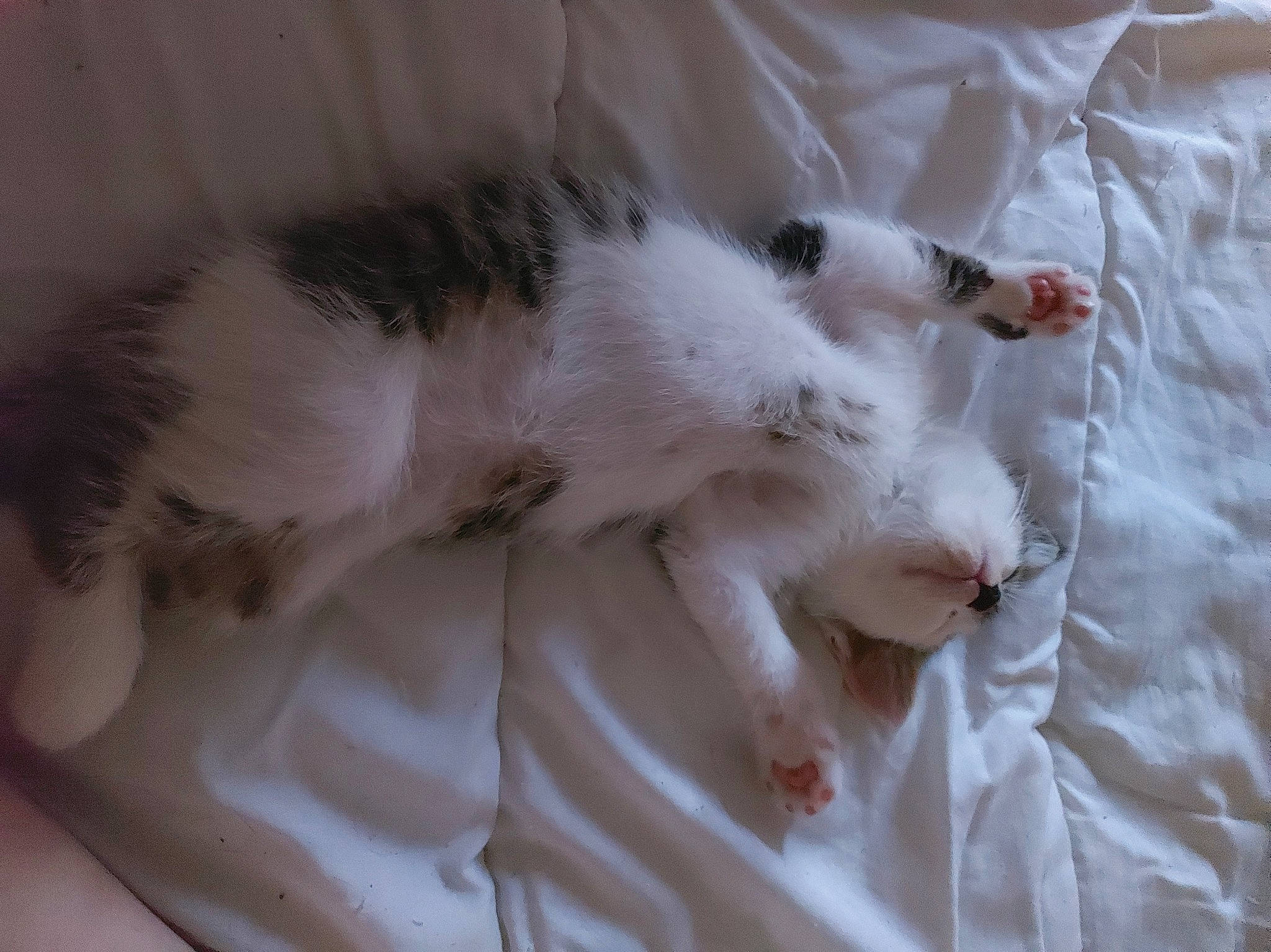 Seven participe au concours pour gagner de l'argent avec cette photo : bed, canidae, carnivore, cat, claw, comfort, domestic_short_haired_cat, duvet, fawn, felidae, fur, linens, mammal, paw, small_to_medium_sized_cats, snout, sporting_group, tail, vertebrate, whiskers