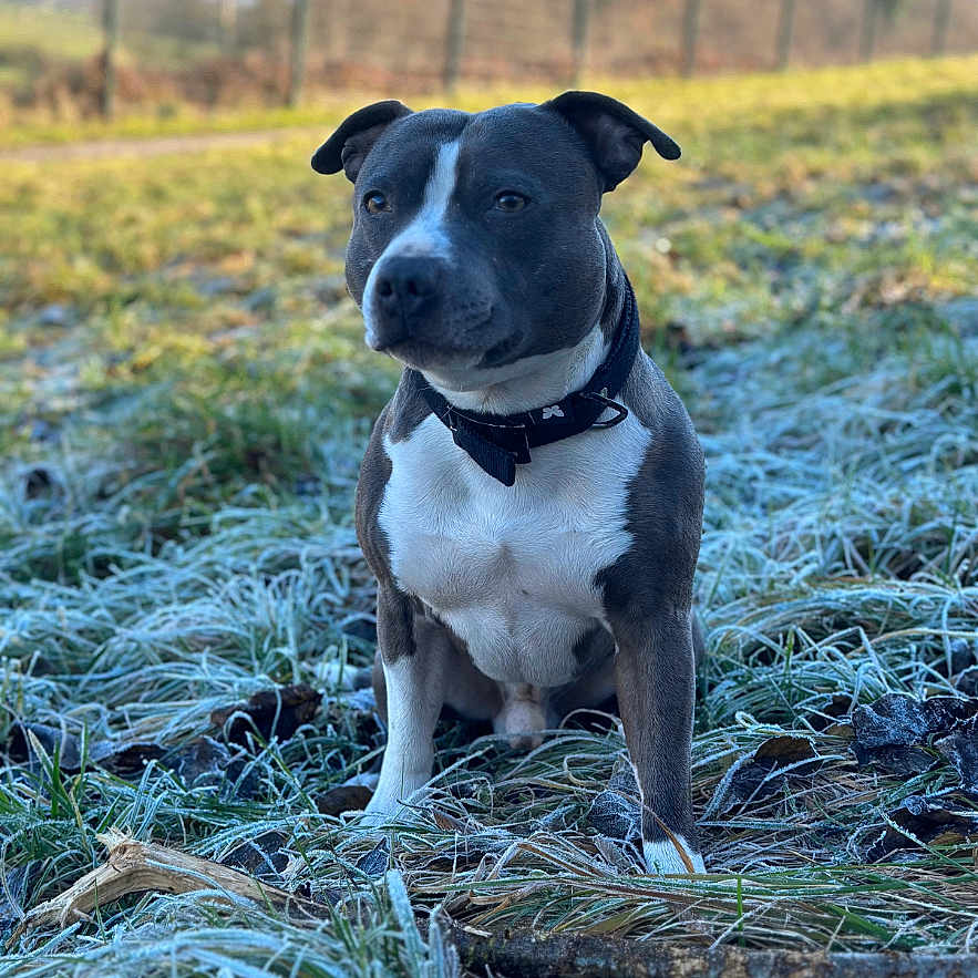 Soy participe au concours pour gagner de l'argent avec cette photo : animal, bostonbull, boxer, bulldog, canine, countryside, dog, grass, hound, husky, labradorretriever, nature, outdoors, pet, pitbull, plant, pointer, puppy, snout, straw