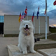 Aïka a rejoint le concours — aidez-le/la à gagner de superbes lots ! animal, building, cloudy, collar, cute, daytime, dog, flags, grass, happy, outdoor, pet, portrait, puppy, samoyed, sitting, sky, smiling, stone_ledge, white_fur