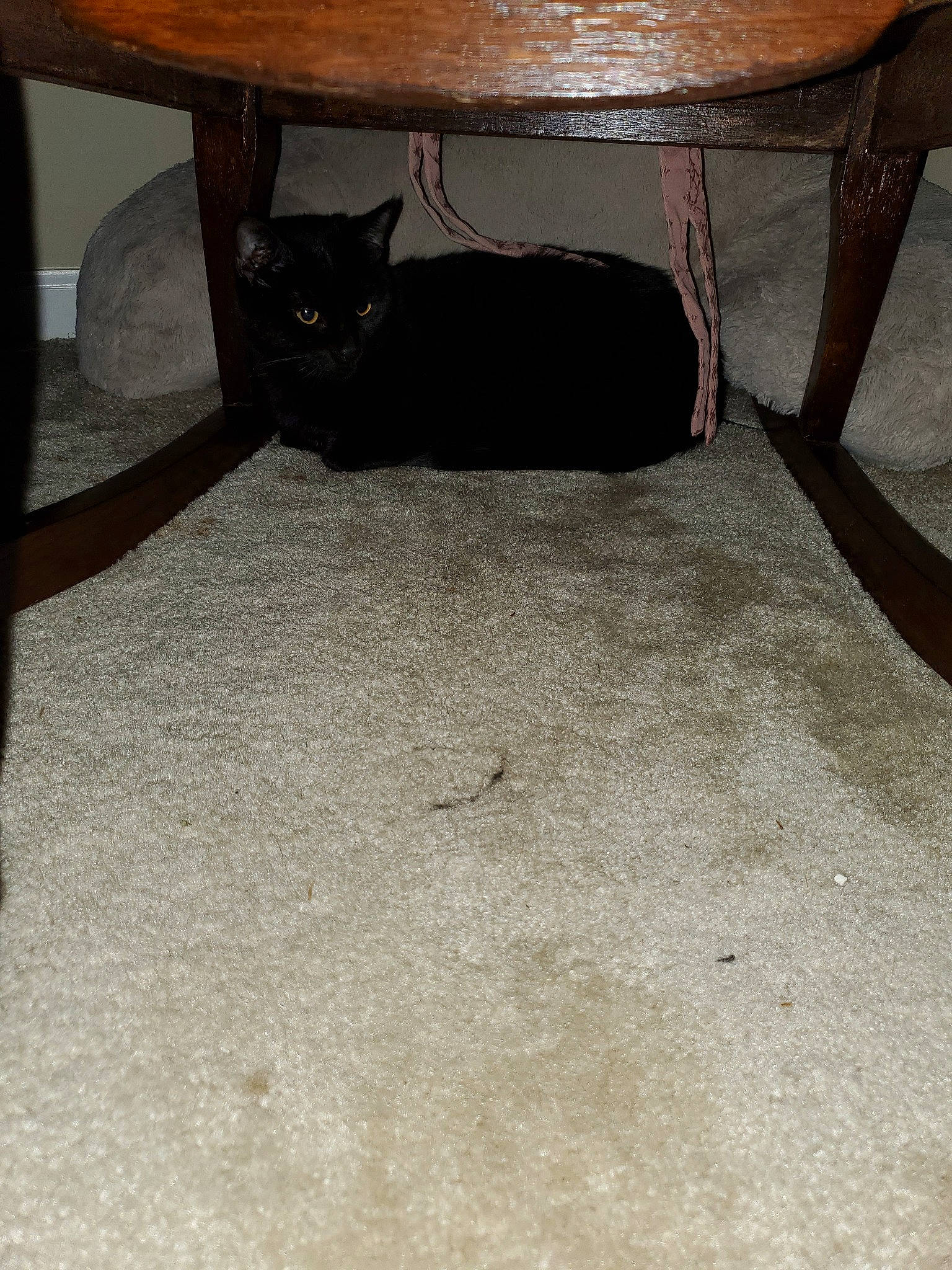 Licorice is registered to the contest to win money with this photo: black_cat, cat, chair, felidae, floor, flooring, furniture, hardwood, room, small_to_medium_sized_cats, table, tile, whiskers, wood