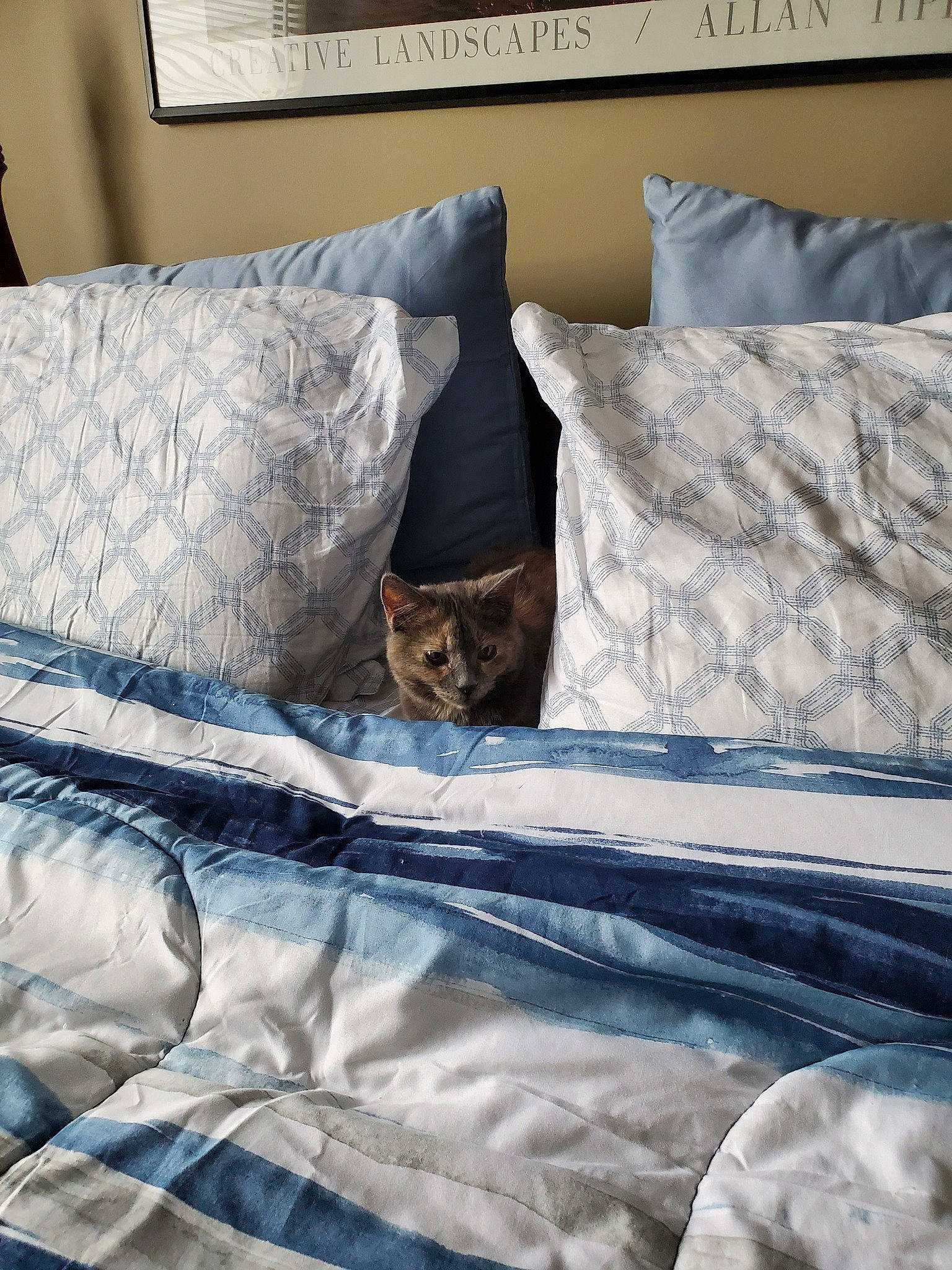 Callie joined the competition — help win amazing prizes! bed, bed_sheet, bedding, bedroom, cat, comfort, cushion, duvet, duvet_cover, felidae, furniture, home, house, interior_design, linens, mattress, pillow, room, small_to_medium_sized_cats, textile