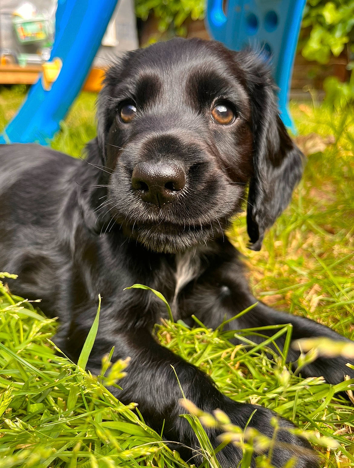 Nancy joined the competition — help win amazing prizes! borador, canidae, carnivore, collar, companion_dog, dog, dog_breed, dog_collar, fur, grass, gun_dog, hunting_dog, liver, plant, retriever, snout, sporting_group, terrestrial_animal, whiskers, working_animal