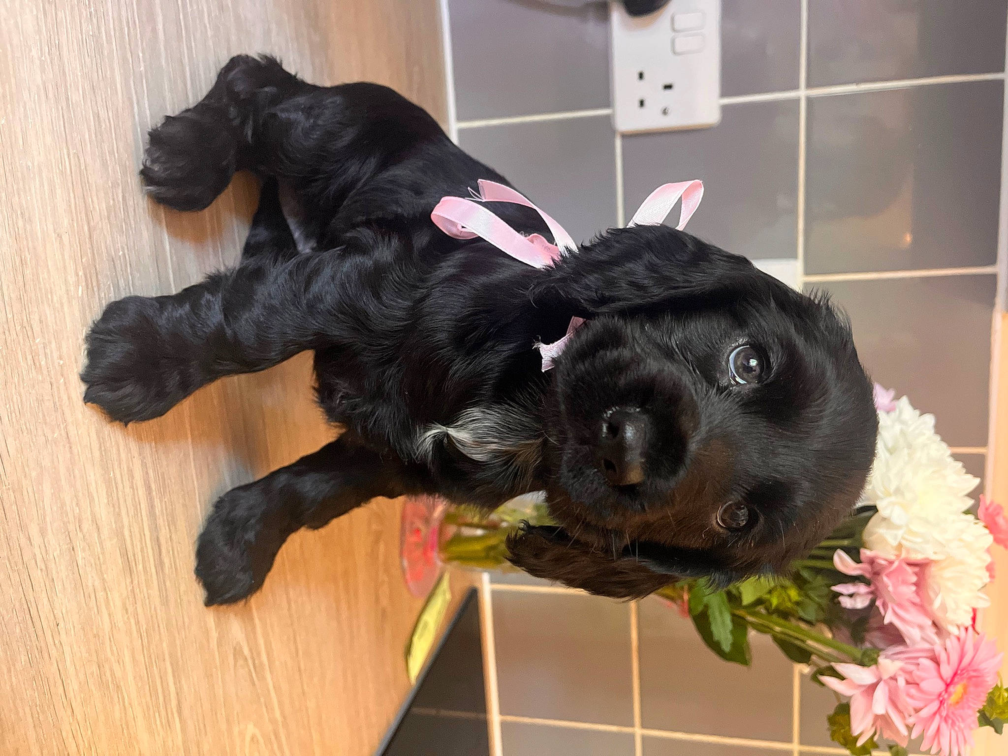 Nancy is registered to the contest to win money with this photo: canidae, carnivore, companion_dog, dog, dog_breed, fawn, flooring, fur, guard_dog, hardwood, kitchen_appliance, plant, snout, sporting_group, tail, toy, wall_plate, wall_socket, wood, working_animal