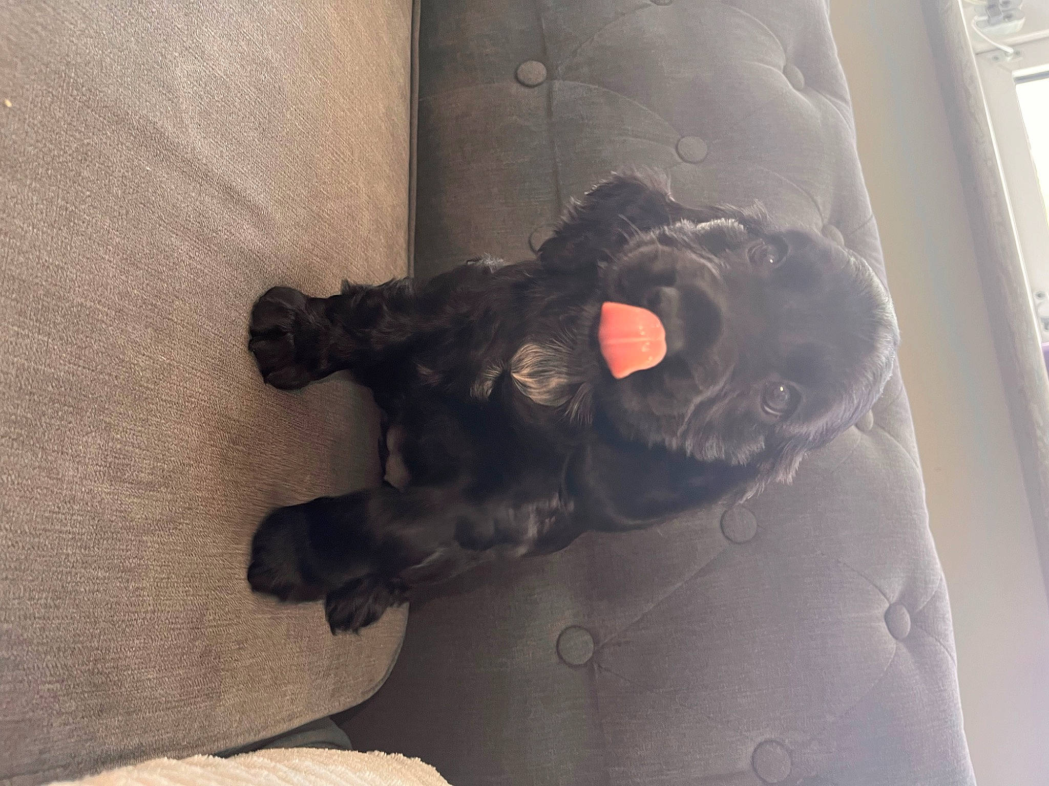 Nancy joined the competition — help win amazing prizes! auto_part, automotive_tire, carnivore, comfort, companion_dog, dog, dog_breed, felidae, flooring, fur, grey, small_to_medium_sized_cats, snout, stuffed_toy, tail, tints_and_shades, toy, visual_arts, whiskers, working_animal