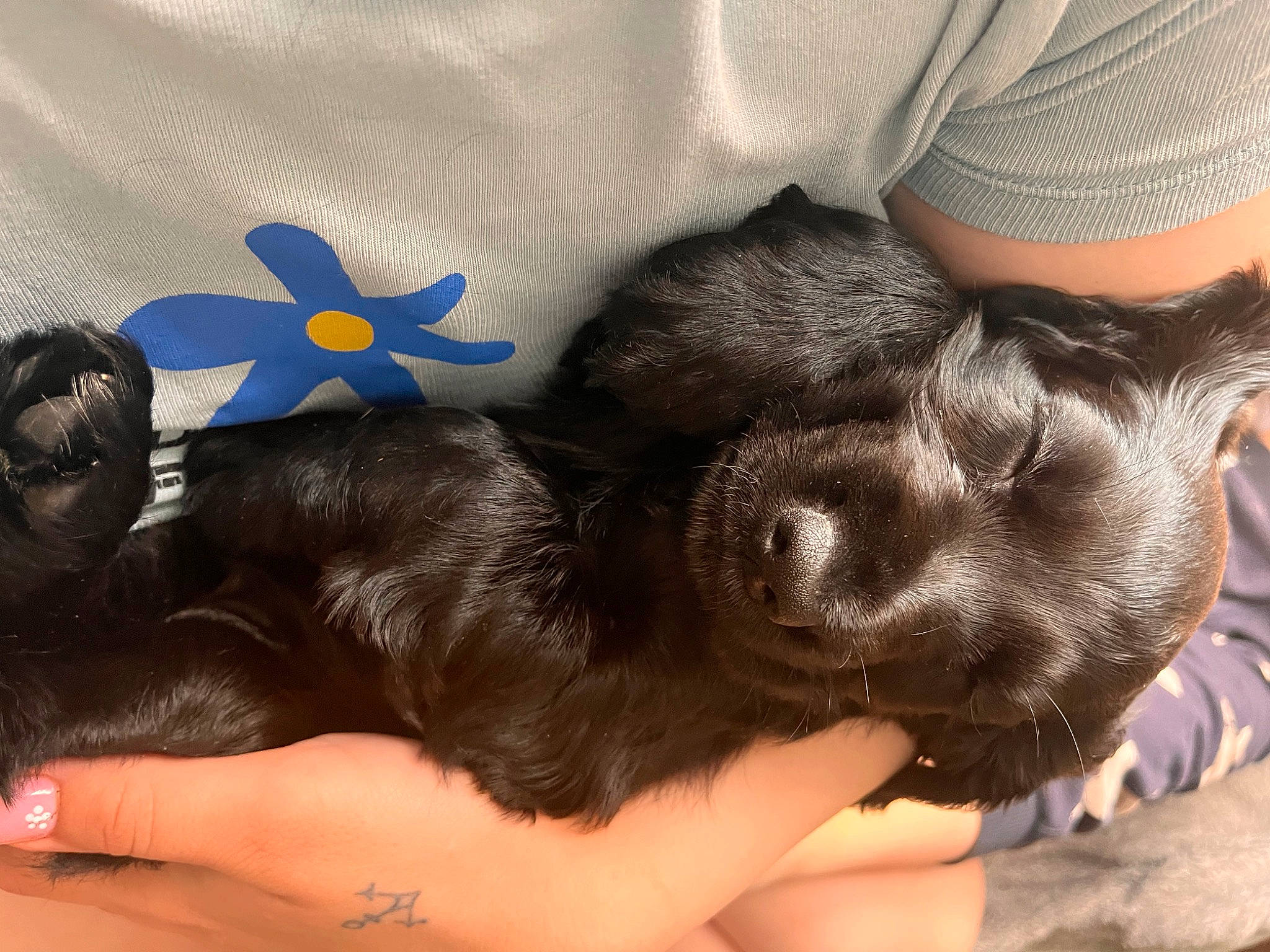 Nancy joined the competition — help win amazing prizes! carnivore, comfort, companion_dog, dog, dog_breed, ear, fawn, foot, gesture, human_leg, liver, nail, paw, sporting_group, tail, thigh, thumb, toy_dog, working_animal, wrist