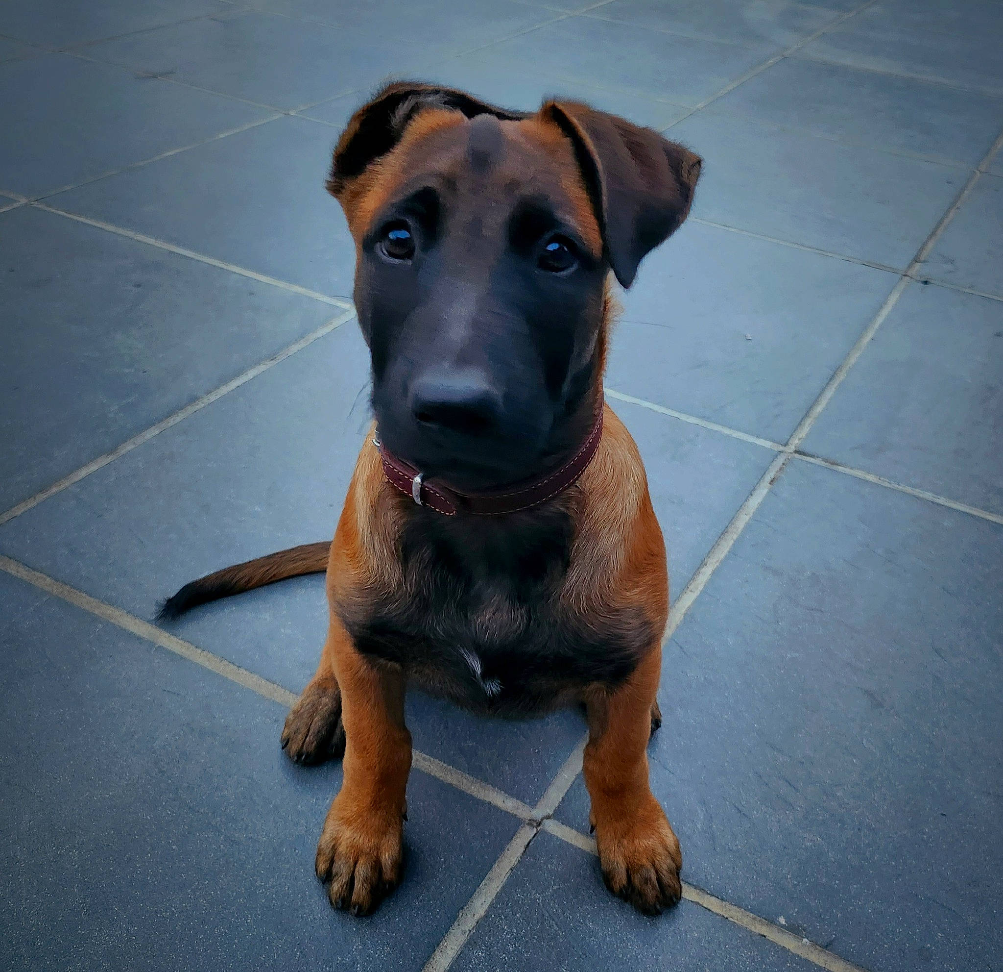 Phobos a rejoint le concours — aidez-le/la à gagner de superbes lots ! canidae, carnivore, companion_dog, dog, dog_breed, fawn, flooring, guard_dog, hound, liver, paw, pet_supply, snout, sporting_group, street_dog, tile_flooring, toy_dog, working_animal, working_dog