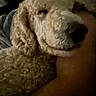 animal, arm, close_up, comfort, companion, cozy, curled_ear, curly_fur, dark_background, dim_light, dog, face, furry, indoor, person, pet, quiet, resting, sleepy, snuggle