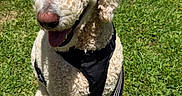 Sir Butter Waffles joined the competition — help win amazing prizes! animal, canine, closeup, curly_fur, daytime, dog, grass, greenery, happy, harness, leash, nature, outdoor, pet, poodle, portrait, sitting, summer, sunlight, tongue_out