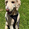 animal, canine, closeup, curly_fur, daytime, dog, grass, greenery, happy, harness, leash, nature, outdoor, pet, poodle, portrait, sitting, summer, sunlight, tongue_out