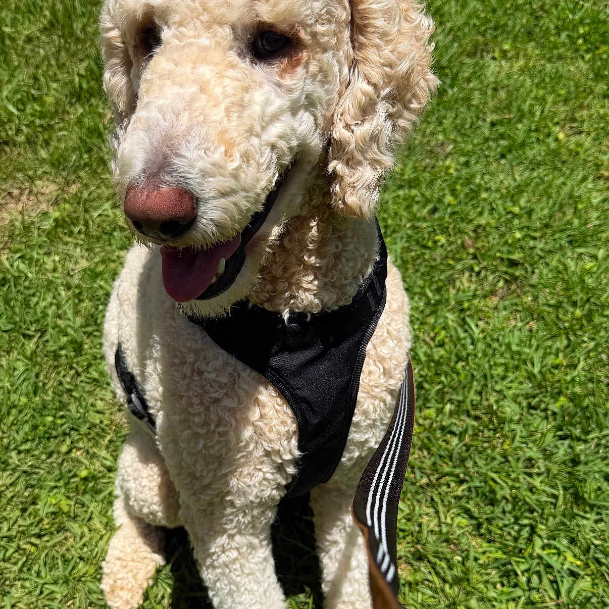 Sir Butter Waffles