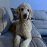 Sir Butter Waffles joined the competition — help win amazing prizes! animal, calm, couch, cozy, cream_color, curly_fur, cute, dog, domestic, fur, furniture, home, indoor, laying_down, living_room, mammal, pet, poodle, relaxed, sofa
