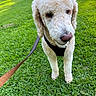 Sir Butter Waffles joined the competition — help win amazing prizes! animal, canine, companion, curly_fur, cute, dog, fluffy, friendly, grass, greenery, harness, leash, nature, outdoor, park, pet, poodle, summer, sunlight, walking