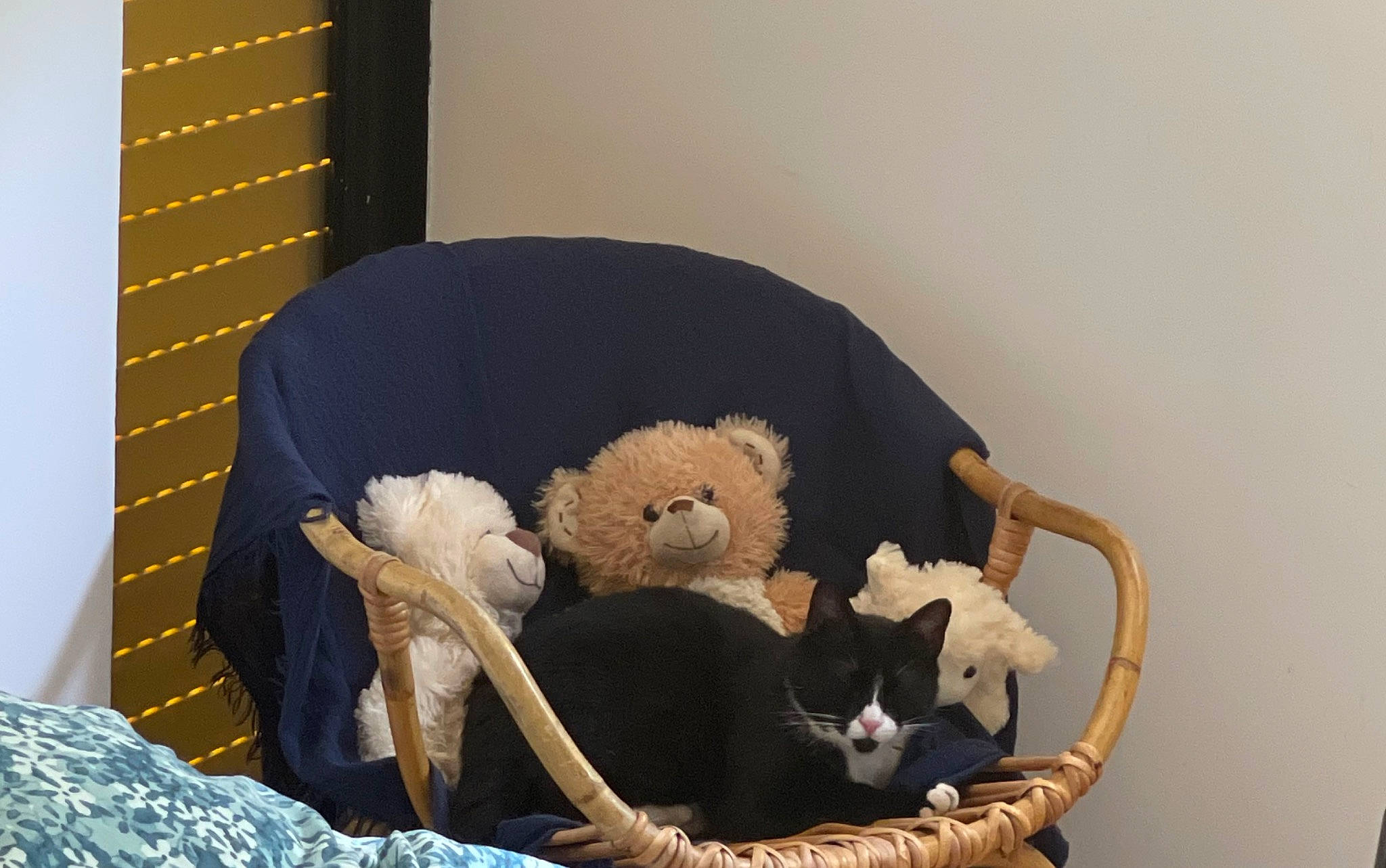 Princesse participe au concours pour gagner de l'argent avec cette photo : bag, bed, comfort, couch, felidae, fur, furniture, headgear, linens, mammal, pillow, plush, room, small_to_medium_sized_cats, stuffed_toy, tail, teddy_bear, toy, vertebrate, wool