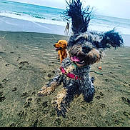 Maisy is registered to the contest to win money with this photo: dog, beach, sand, ocean, water, waves, playful, jumping, fur, ears, happy, outdoor, animal, pet, nature, coast, sea, canine, fun, motion